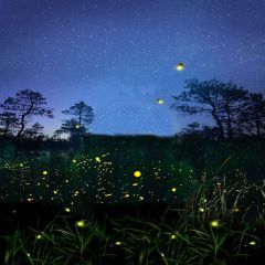 Starry Sky Photography Scenery Backdrop Night Theme Banner MNH-052