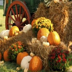Lovely Pumpkins Photography Scenery Backdrop Autumn Theme Banner MNH-093