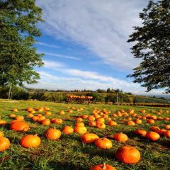 Foison Of Pumpkins Photography Scenery Backdrop Autumn Theme Banner MNH-094