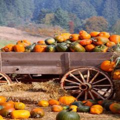 Fresh Pumpkins Photography Scenery Backdrop Autumn Theme Banner MNH-095
