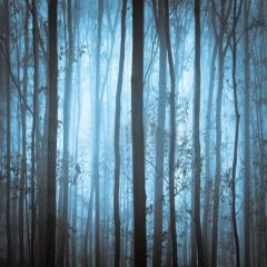 Quiet Dark Forest Photography Scenery Backdrop Forest Theme Banner MNH-106