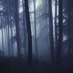 Foggy Forest Photography Scenery Backdrop Forest Theme Banner MNH-107