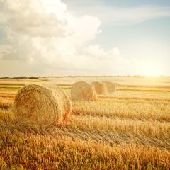 The Harvest Season Photography Scenery Backdrop Autumn Theme Banner MNH-110