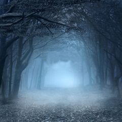 Spooky Forest Photography Scenery Backdrop Night Theme Banner MNH-123