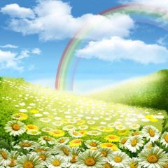 Daisy And Rainbow Photography Scenery Backdrop Flowers Theme Banner MNH-138