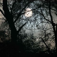 Dark Woods Photography Scenery Backdrop Forest Theme Banner MNH-153