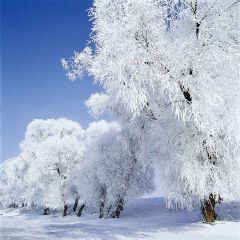 Snowy Trees Photography Scenery Backdrop Snow Theme Banner MNH-171