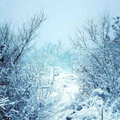 Snowy Woods Photography Scenery Backdrop Snow Theme Banner MNH-191