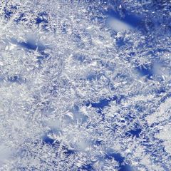 Frost Flowers Photography Scenery Backdrop Textures Theme Banner MNH-209