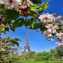 Fresh Eiffel Tower Photography Scenery Backdrop Landmark Theme Banner MNH-231