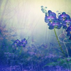 Cute Orchid Photography Scenery Backdrop Flowers Theme Banner MNH-247