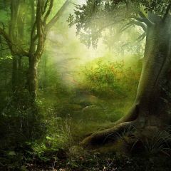 Dark Forest Photography Scenery Backdrop Forest Theme Banner MNH-410