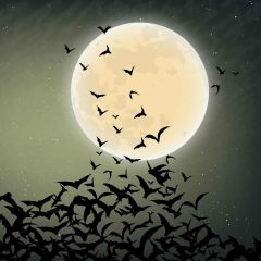 Bats And Moon Photography Scenery Backdrop Halloween Theme Banner MNH-455
