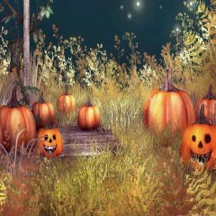 Pumpkins Photography Scenery Backdrop Halloween Theme Banner MNH-458