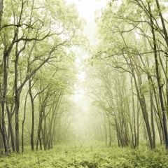 Tree Grass Sunshine Photography Scenery Backdrop Forest Theme Banner MNH-694