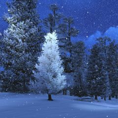 Snow Tree Photography Scenery Backdrop Snow Theme Banner MNH-722