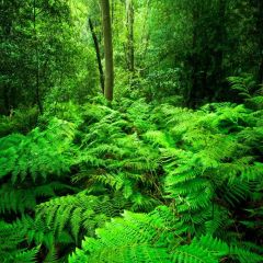 Tree Grass Plant Photography Scenery Backdrop Nature Theme Banner MNH-733