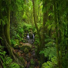 Forest Tree River Stone Photography Scenery Backdrop Nature Theme Banner MNH-734