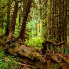 Tree Grass Peaceful Photography Scenery Backdrop Forest Theme Banner MNH-735