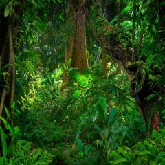 Forest Tree Grass Green Photography Scenery Backdrop Forest Theme Banner MNH-737