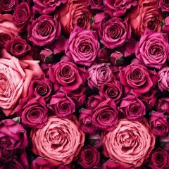 Rose Flower Photography Scenery Backdrop Flowers Theme Banner MNH-783