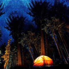 Tree Camp Photography Scenery Backdrop Nature Theme Banner MNH-805