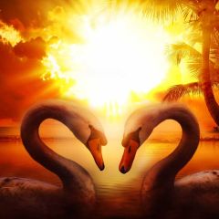 Beautiful Swan Strong Sun Light Photography Scenery Backdrop Love Theme Banner NTM-207