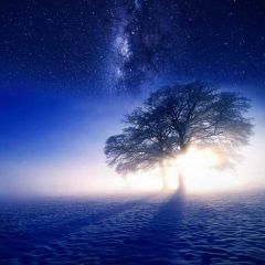 Starnight Tree Mist Photography Scenery Backdrop Night Theme Banner NTM-210