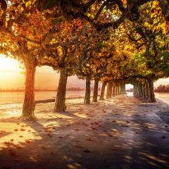 Forest Leaves Road Photography Scenery Backdrop Forest Theme Banner NTM-225