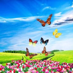 Butterfly Farmland Tulip Sky Photography Scenery Backdrop Nature Theme Banner NTM-240