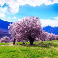 Sky Cherry Flower Grass Photography Scenery Backdrop Flowers Theme Banner NTM-244