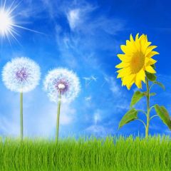Sunflower Sunlight Sky Breeze Photography Scenery Backdrop Nature Theme Banner NTM-251