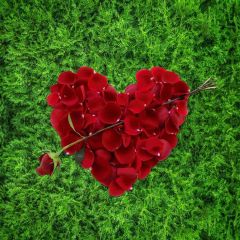 Flower Rose Fir Photography Scenery Backdrop Love Theme Banner NTM-260