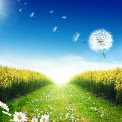 Dandelion Rape Flower Sky Photography Scenery Backdrop Nature Theme Banner NTM-269
