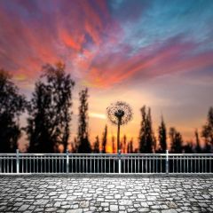 Nature Dandelion Sunset Tree Photography Scenery Backdrop Nature Theme Banner NTM-270