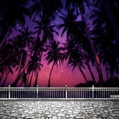 Seaside Palm Tree Night Photography Scenery Backdrop Ocean Theme Banner NTM-274