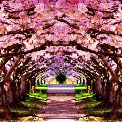 Cherry Flower Some Grass Photography Scenery Backdrop Flowers Theme Banner NTM-282