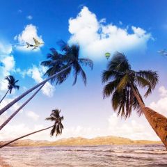 Seaside Palm Tree Sea Cloud Photography Scenery Backdrop Ocean Theme Banner NTM-283