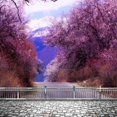 Cherry Blosoom Rail Brick Flooring Photography Scenery Backdrop Flowers Theme Banner NTM-289