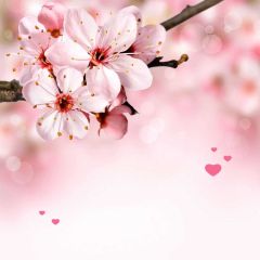 Pear Flower Pink Color Heart Photography Scenery Backdrop Flowers Theme Banner NTM-290