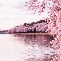 Flower River Pedestrian Photography Scenery Backdrop Flowers Theme Banner NTM-291