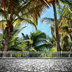 Tropical Rainforest Shinning Rail Photography Scenery Backdrop Nature Theme Banner NTM-297