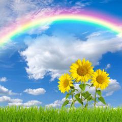 Sunflower Rainbow Grassland Photography Scenery Backdrop Flowers Theme Banner NTM-301