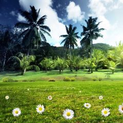 Tropical Trees Daisy Grass Photography Scenery Backdrop Forest Theme Banner NTM-306