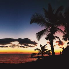 Palm Tree Sunset Waves Photography Scenery Backdrop Ocean Theme Banner NTM-312