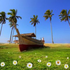 Ship Daisy Palm Tree Windy Day Photography Scenery Backdrop Ocean Theme Banner NTM-313