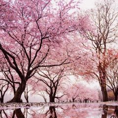 Spring Time Pink Flower Branches Photography Scenery Backdrop Flowers Theme Banner NTM-315