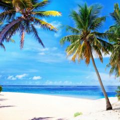 Palm Tree Blue Sea Trunk Photography Scenery Backdrop Ocean Theme Banner NTM-316
