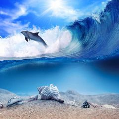 Shell Sea Dolphin Sunlight Photography Scenery Backdrop Ocean Theme Banner NTM-319