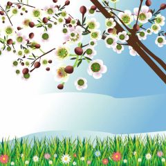 Flower Pear Tree Spring Photography Scenery Backdrop Flowers Theme Banner NTM-325